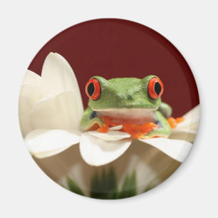 Roter mit Augen Baumfrosch Magnet