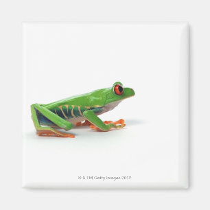 Roter mit Augen Baumfrosch Magnet