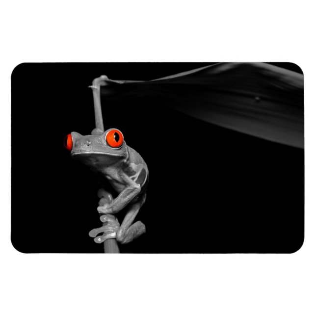 Roter Mit Augen Baumfrosch Magnet (Horizontal)