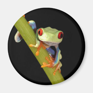 Roter mit Augen Baumfrosch Magnet