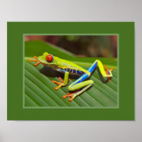 Roter Mit Augen Baumfrosch