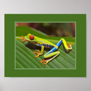 Roter Mit Augen Baumfrosch Poster