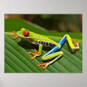 Roter mit Augen Baumfrosch Poster