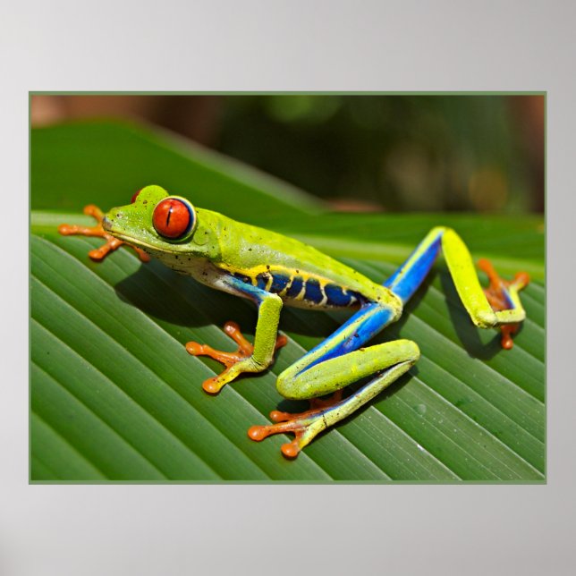 Roter mit Augen Baumfrosch Poster (Vorne)
