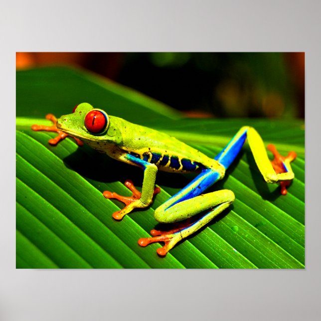 Roter mit Augen Baumfrosch Poster (Vorne)