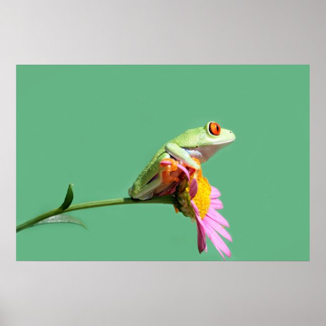 Roter mit Augen Baumfrosch Poster (Vorne)