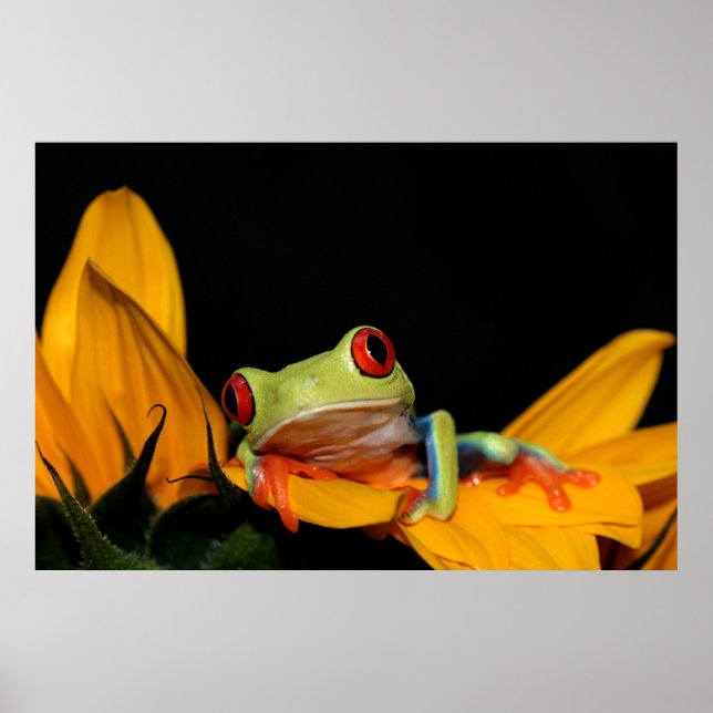Roter mit Augen Baumfrosch Poster (Vorne)