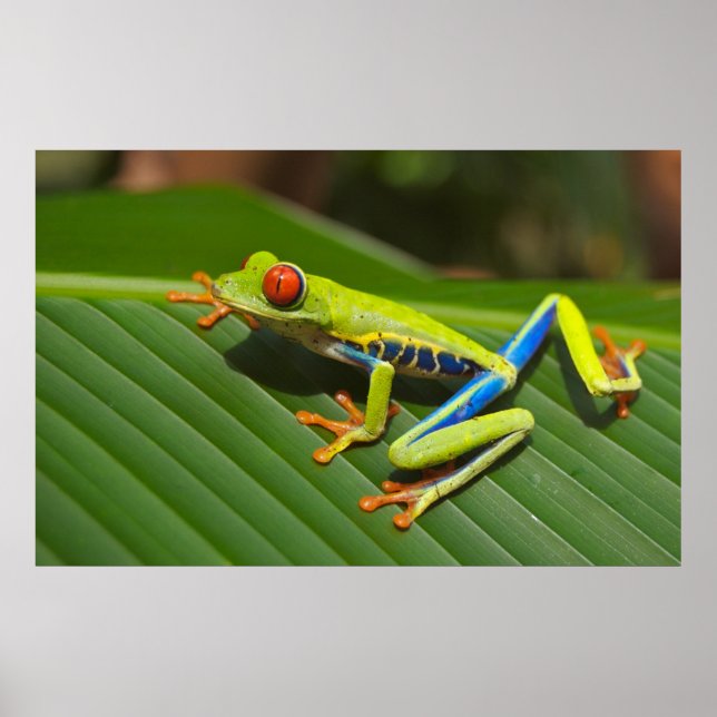 Roter mit Augen Baumfrosch Poster (Vorne)