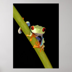 Roter mit Augen Baumfrosch Poster