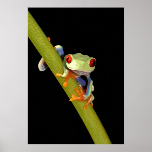 Roter mit Augen Baumfrosch Poster (Vorne)