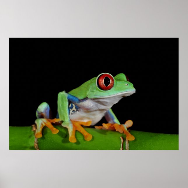 Roter mit Augen Baumfrosch Poster (Vorne)