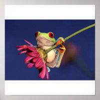 Roter mit Augen Baumfrosch