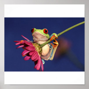 Roter mit Augen Baumfrosch Poster