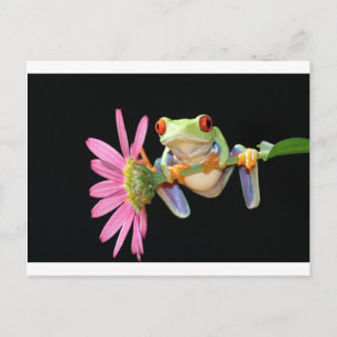 roter mit Augen Baumfrosch Postkarte