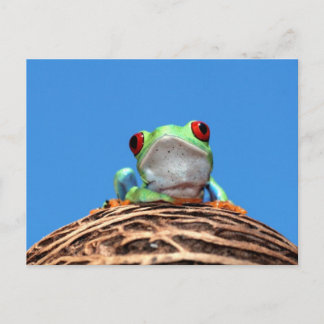 Roter mit Augen Baumfrosch Postkarte