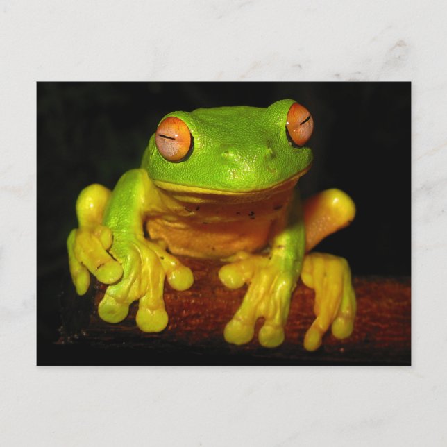 Roter Mit Augen Baumfrosch Postkarte (Vorderseite)