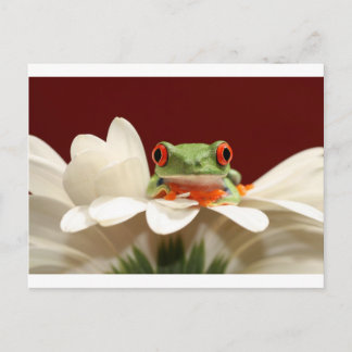 Roter mit Augen Baumfrosch Postkarte