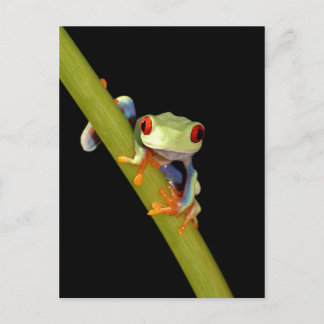 roter mit Augen Baumfrosch Postkarte