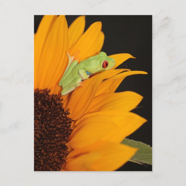 Roter mit Augen Baumfrosch Postkarte (Vorderseite)