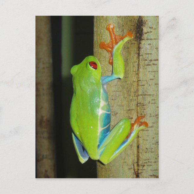 Roter mit Augen Baumfrosch Postkarte (Vorderseite)