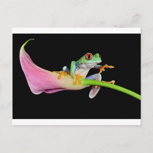 Roter mit Augen Baumfrosch Postkarte (Vorderseite)