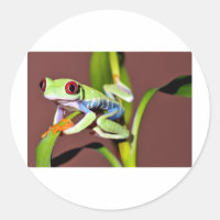 roter mit Augen Baumfrosch