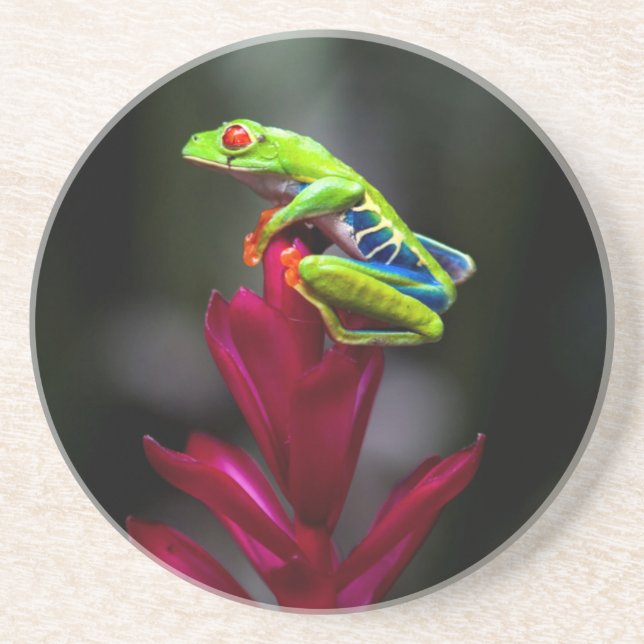 Roter mit Augen Baumfrosch Sandstein Untersetzer (Vorne)