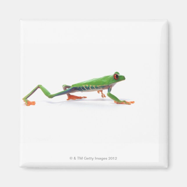 Roter mit Augen Frosch Magnet (Vorne)
