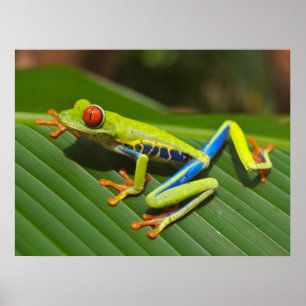 Roter Mit Augen Grünbaumfrosch Poster
