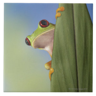 Roter mit Augen Tre Frosch, der von hinten ein Fliese