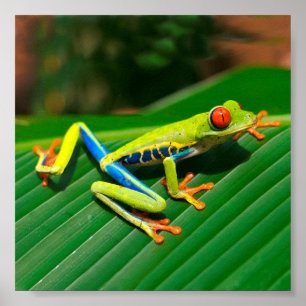 Roter mit Augen tropischer Regenwaldfrosch Poster