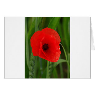 Roter Mohn