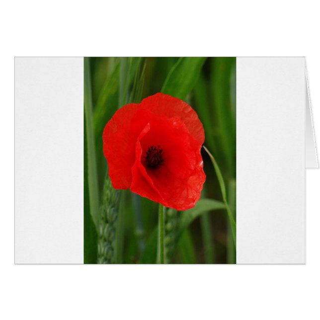 Roter Mohn (Vorderseite (Horizontal))