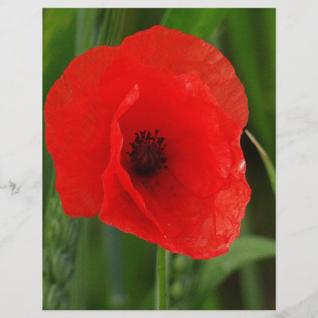 Roter Mohn (Vorderseite)