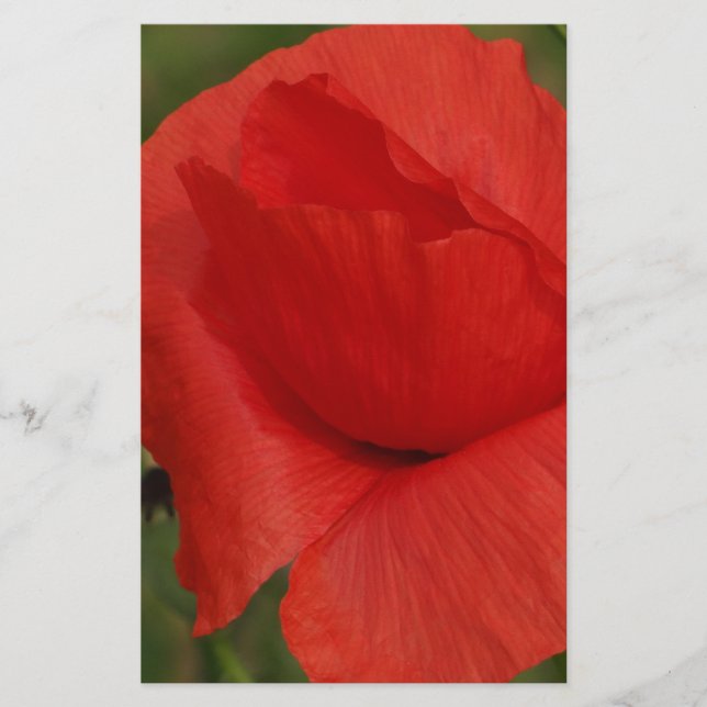 Roter Mohn (Vorderseite)