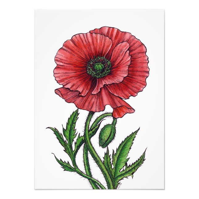 Roter Mohn, Aquarell und Tinte Fotodruck (Vorne)