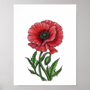 Roter Mohn, Aquarell und Tinte Poster