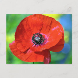 Roter Mohn auf dem Sonnenschein Postkarte