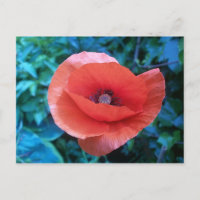 Roter Mohn aus der Toskana.