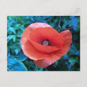 Roter Mohn aus der Toskana. Postkarte