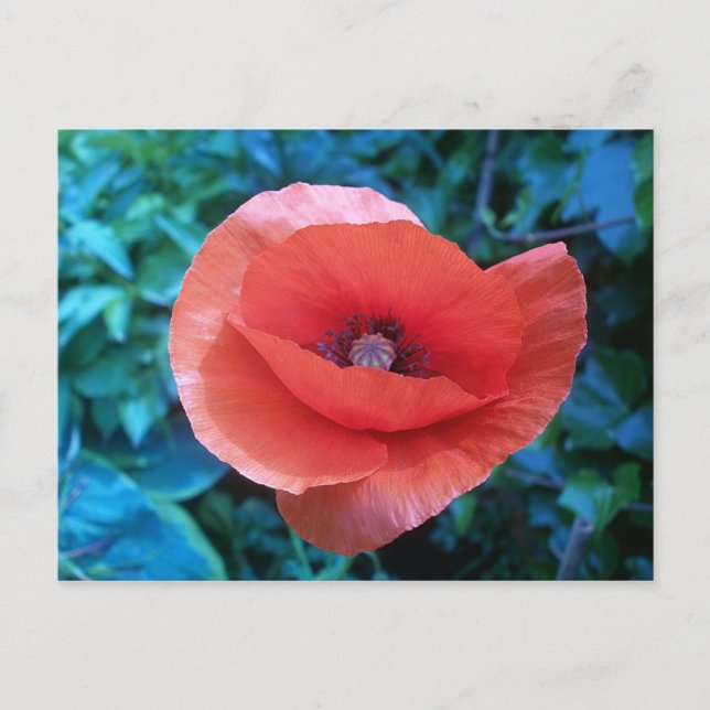 Roter Mohn aus der Toskana. Postkarte (Vorderseite)