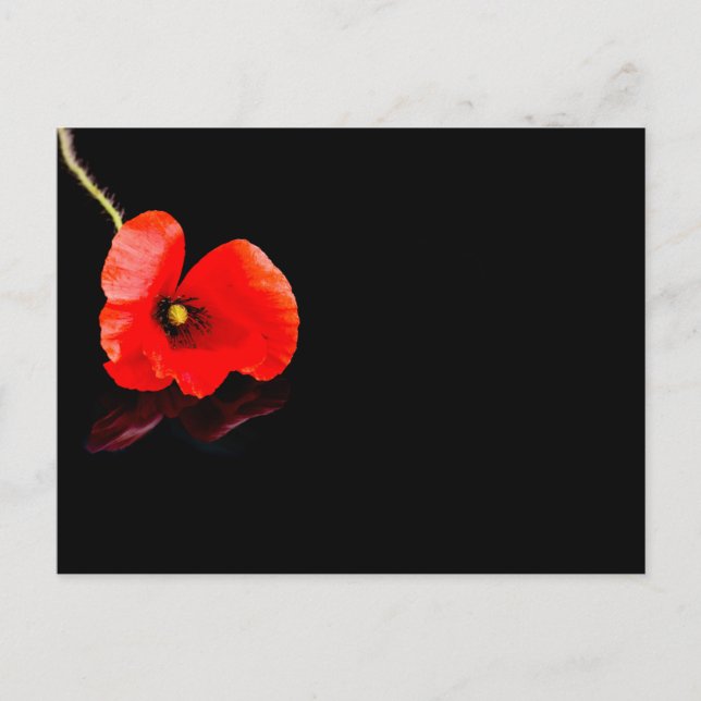 Roter Mohn aus Single auf schwarz Postkarte (Vorderseite)