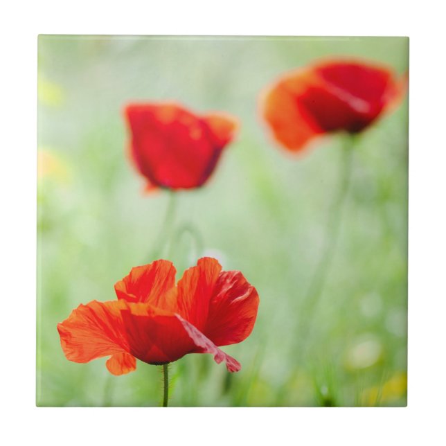 Roter Mohn-Blume Fliese (Vorderseite)