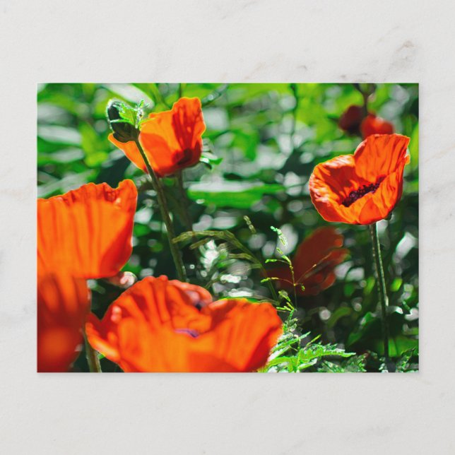 Roter Mohn Blume Garten Postkarte (Vorderseite)
