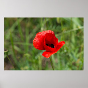 Roter Mohn-Blume Poster