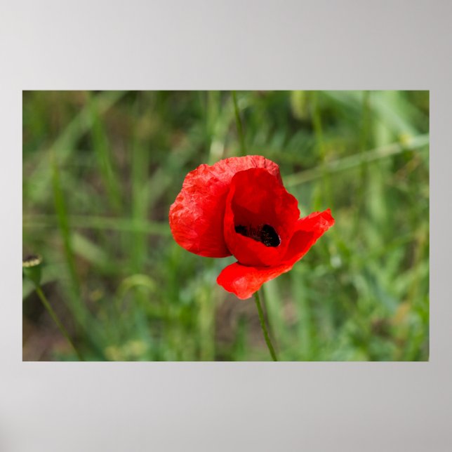 Roter Mohn-Blume Poster (Vorne)