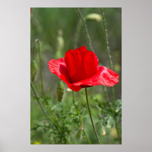 Roter Mohn-Blume Poster (Vorne)