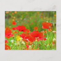 Roter Mohn Blume Postkarten Grüne Sommerwiese