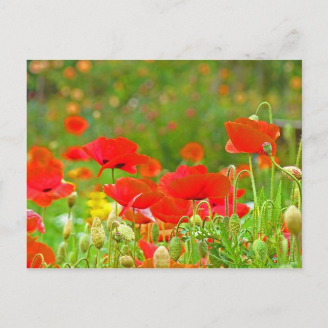 Roter Mohn Blume Postkarten Grüne Sommerwiese (Vorderseite)