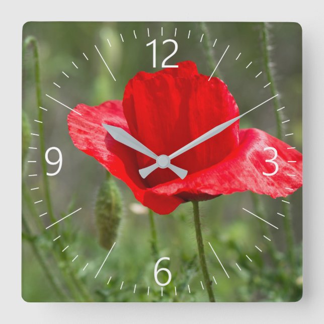 Roter Mohn-Blume Quadratische Wanduhr (Vorderseite)